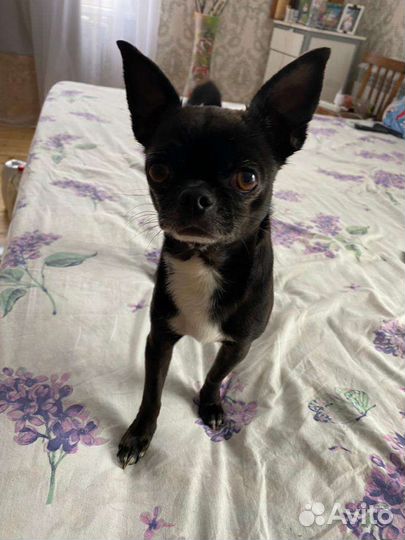 Чихуахуа mini вязка