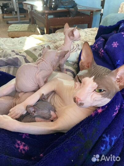 Донской сфинкс вязка