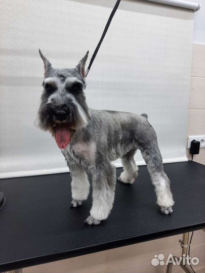 Грумер/ стрижка собак