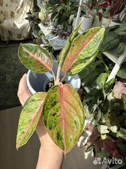 Аглаонема детки