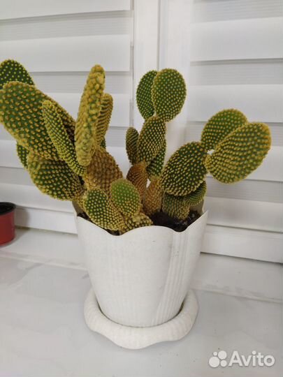 Кактус Опунция Большой, маленькие отростки