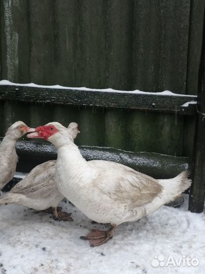 Утята мускусной утки