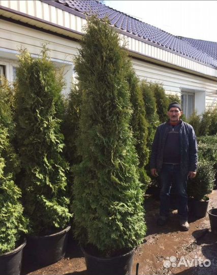 Туи, Эль, Декоративные Растение и т.д