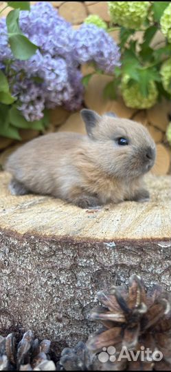 Большой выбор карликовых декоративных кроликов