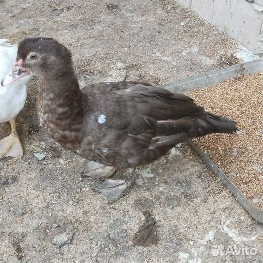 Утки шоколадные