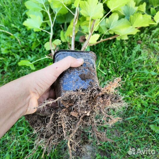 Саженец черной смородины