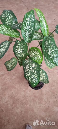 Диффенбахия цветы