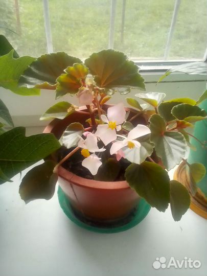 Бегония декоративно лиственная