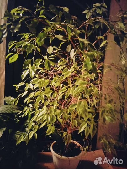 Фикус бенджамина