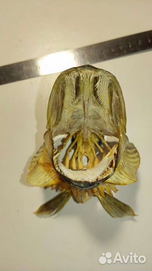 Голова щуки