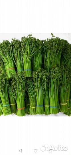 Папоротник орляк