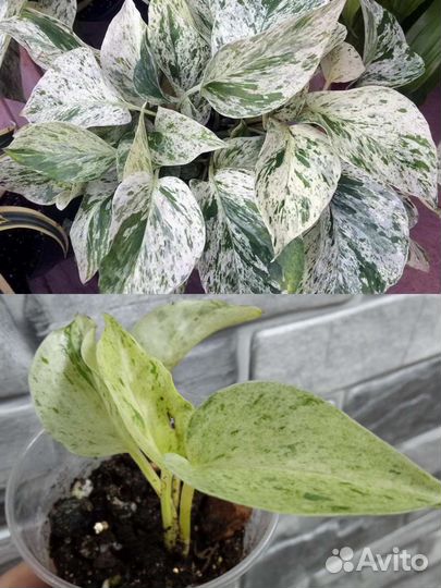 Комнатные растения