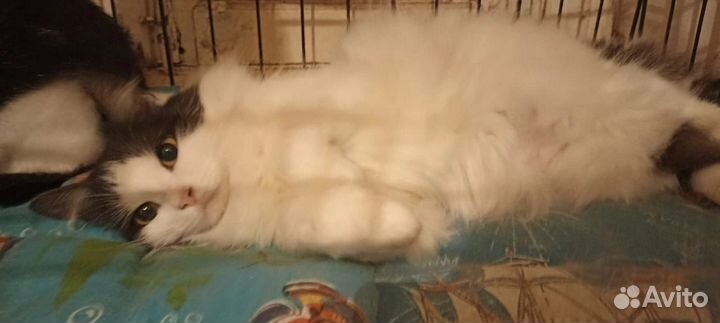 Кошка в дар