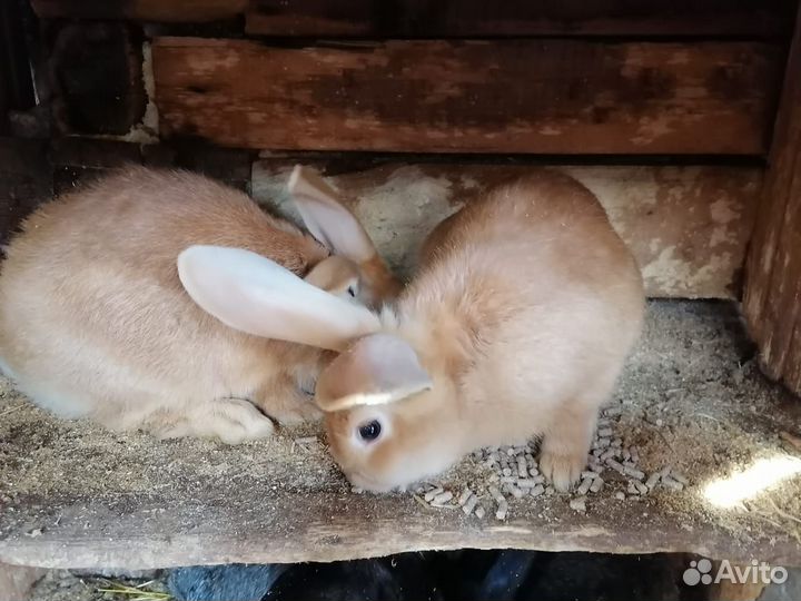 Продам кроликов