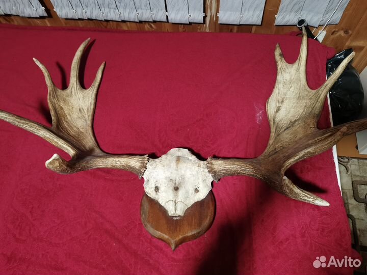 Продам рога лося