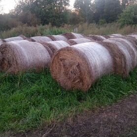 Продам сено в рулонах