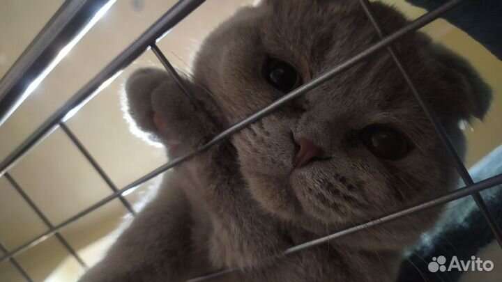 Шотландский кот на вязку