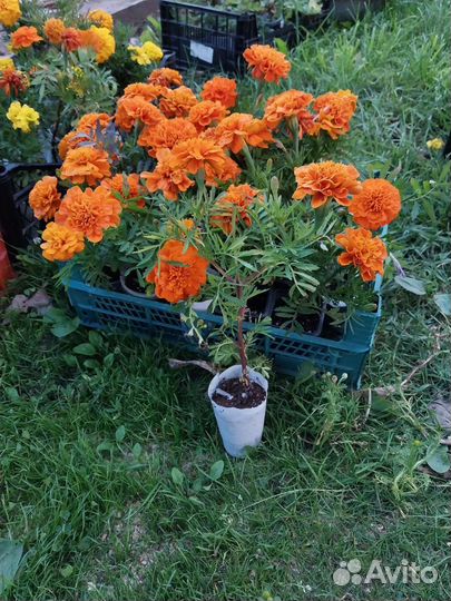 Рассада бархатцы