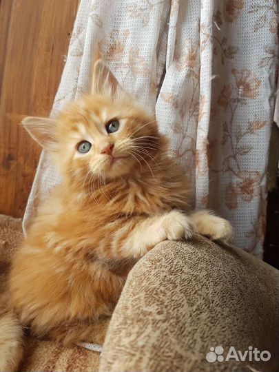 Котята Мейн-кун с родословной