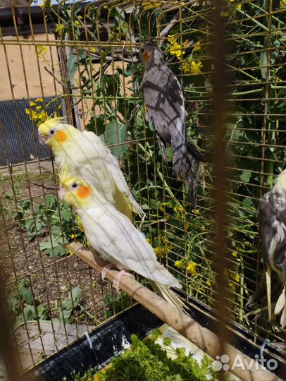 Попугаи разные