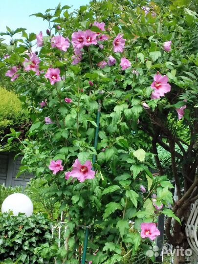 Гибискус 2 вида, Вейгела,Барвинок