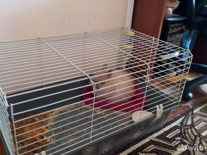 Продам кролика с клеткой