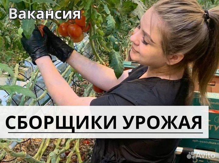 Сборщик урожая