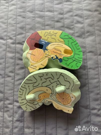 Развивающая игрушка brain model анатомия