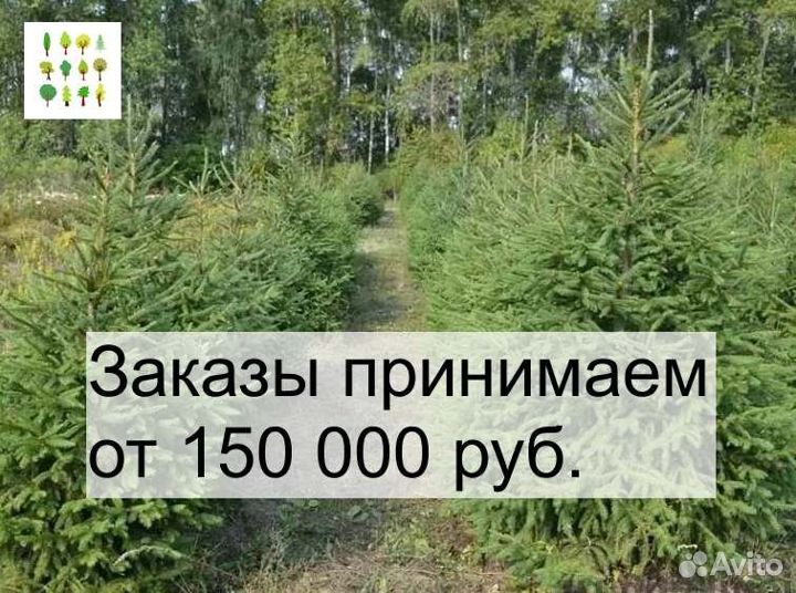Ель