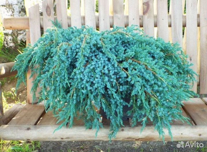 Можжевельник Блю Карпет чешуйчатый с доставкой