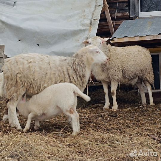 Баран катумский