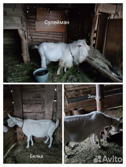 Продаются козы