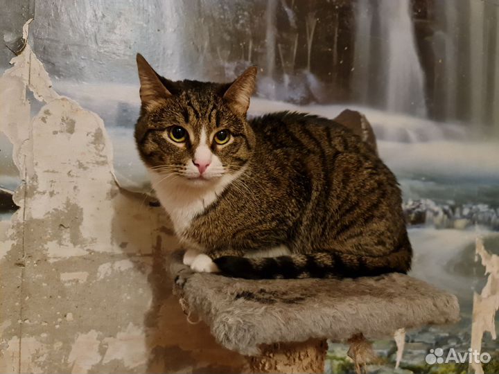 Котик ищет любящих хозяев