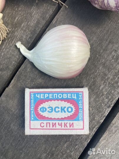 Чеснок на семена