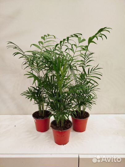 Пальма Хамедорея Элеганс, 55 см