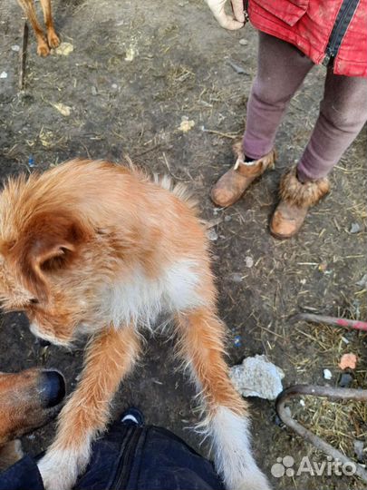 Рыжее счастье в добрые руки