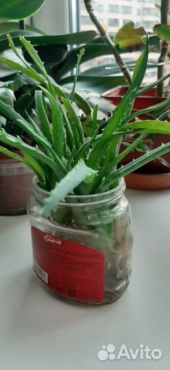 Черенки алоэ