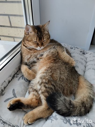 Кошечка ищет жениха