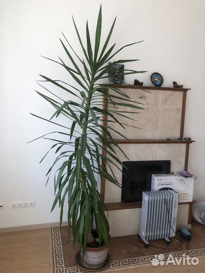 Юкка комнатная