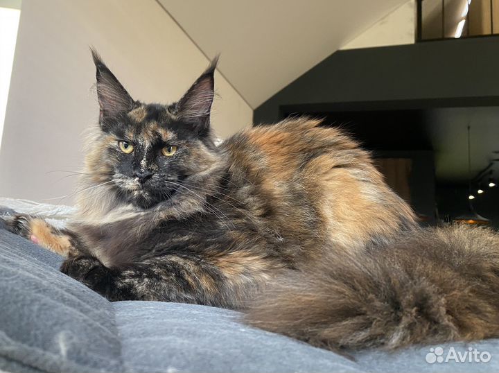 Девочки Мейн Кун