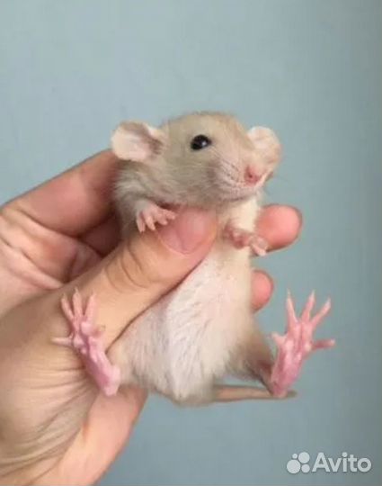 Эксклюзивные крысята Дамбо Голубые Бурмиз Сиам