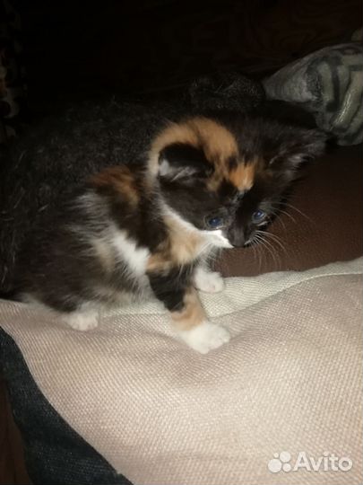 Котенок в дар