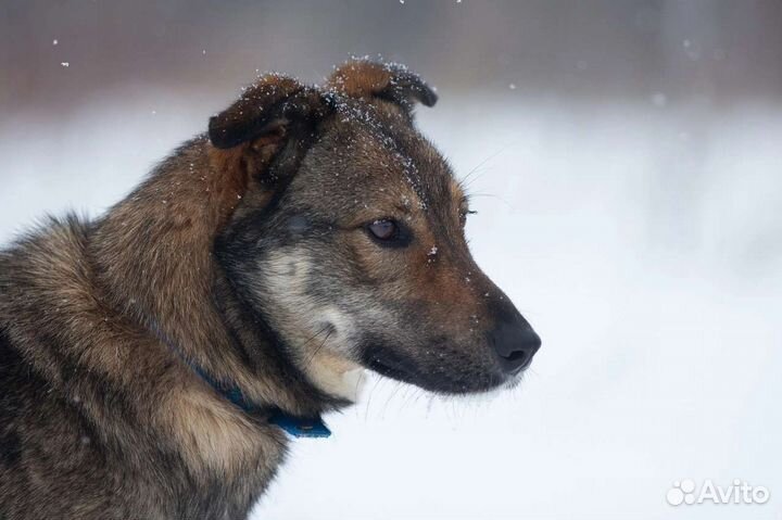 Собаки бесплатно в добрые руки