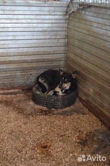 Собака в отлове