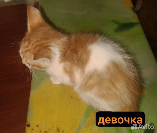 Отдам котиков в добрые руки