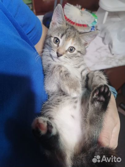 Отдам кошечку