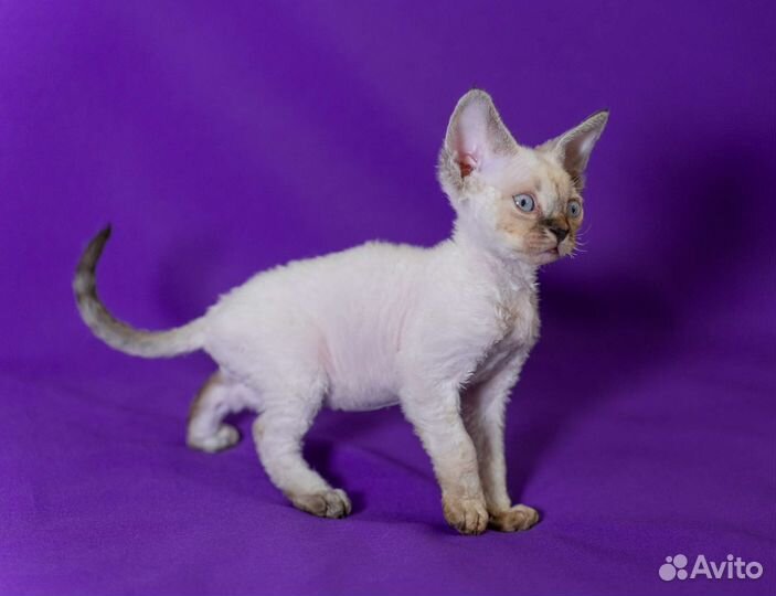 Девон-рекс мальчик