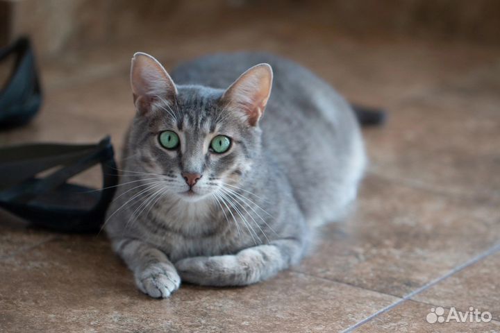 Кошка/кот в дар