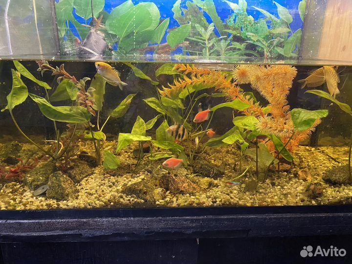 Аквариум