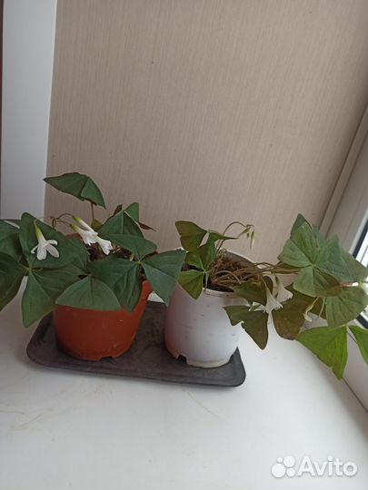 Хоя, кислица, каланхое